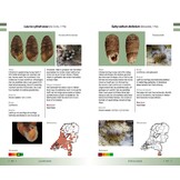 Veldgids Land- en zoetwatermollusken