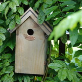 Nest box blue tit bitumen roof