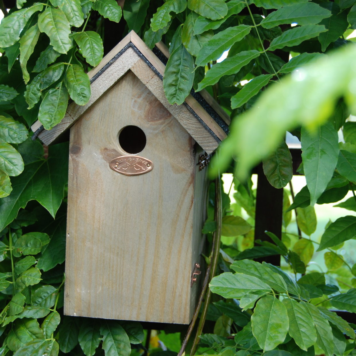 Nest box blue tit bitumen roof