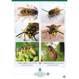 Social wasps of Britain and Ireland