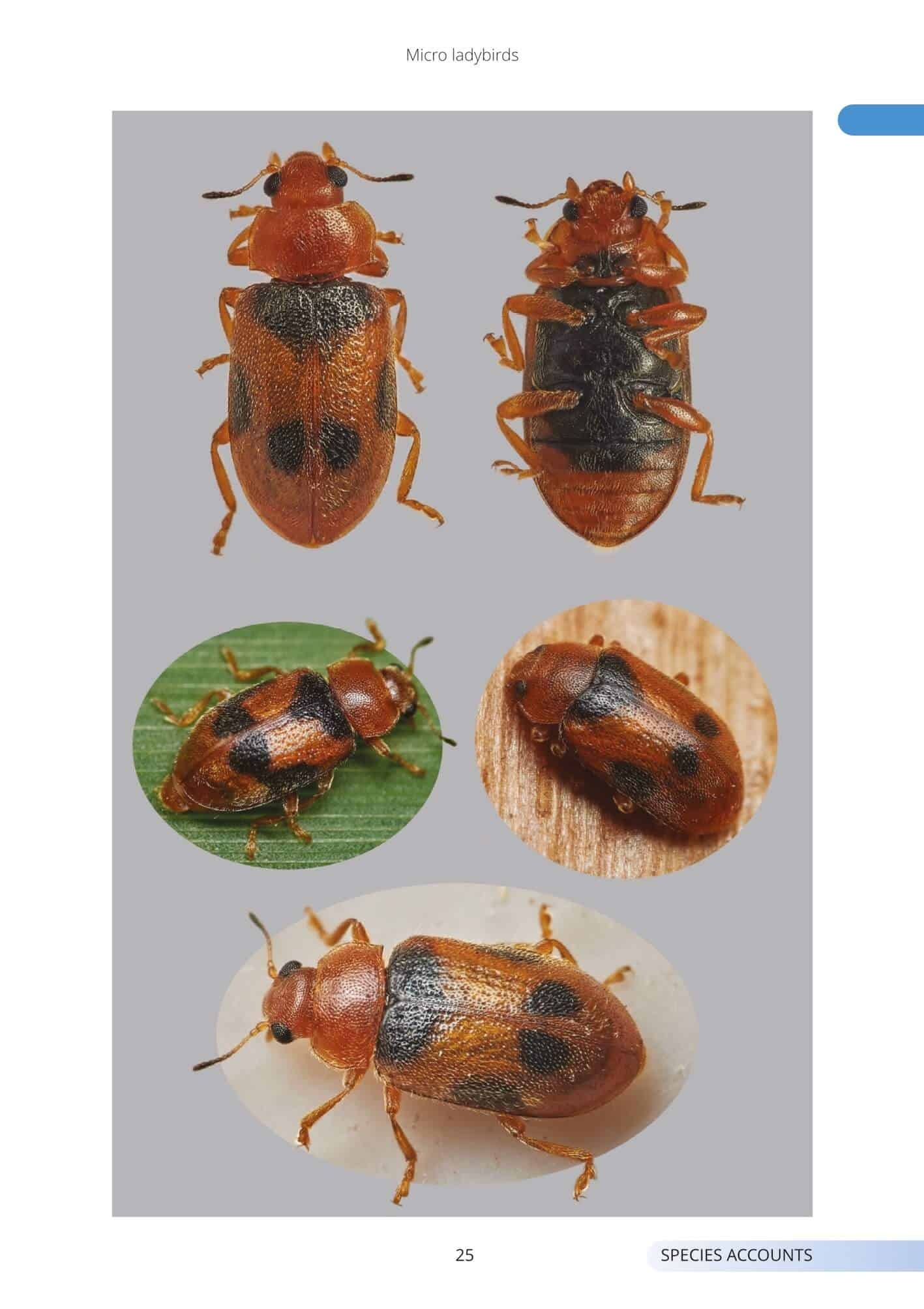 Micro ladybirds of Britain and Ireland - A guide to the smaller species of Coccinellidae