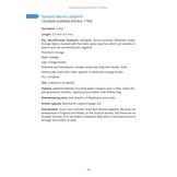 Micro ladybirds of Britain and Ireland - A guide to the smaller species of Coccinellidae