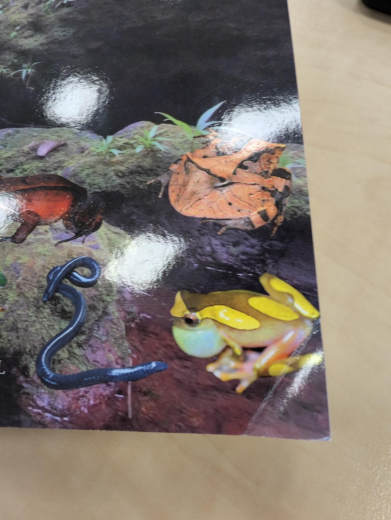 Beschädigte Kopie - Amphibians of Suriname