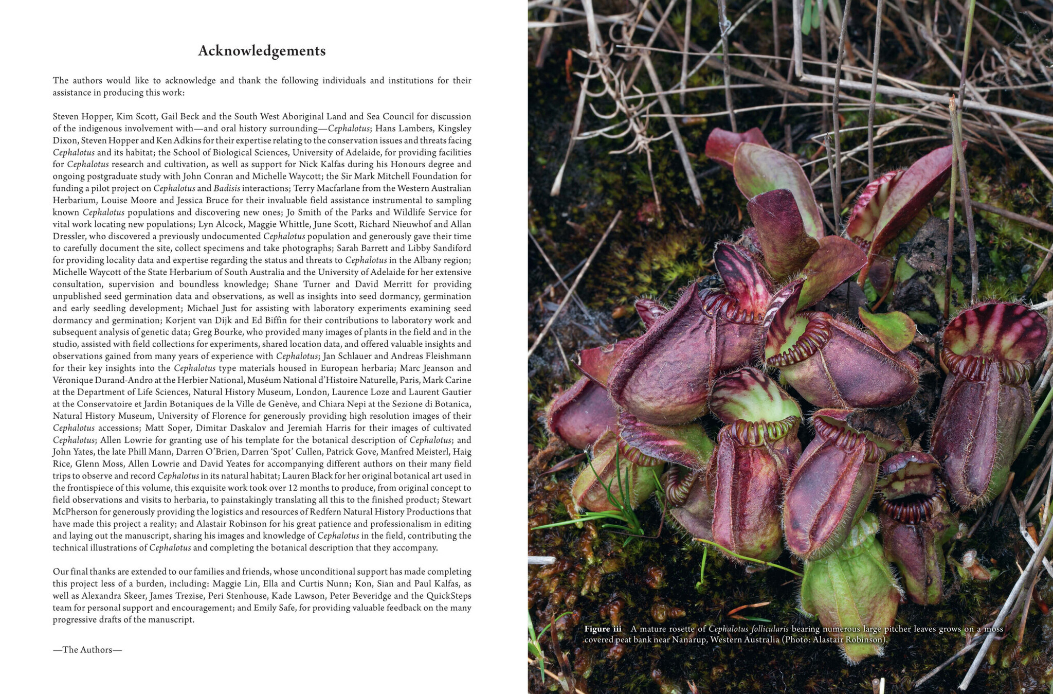Cephalotus - the Albany Pitcher Plant
