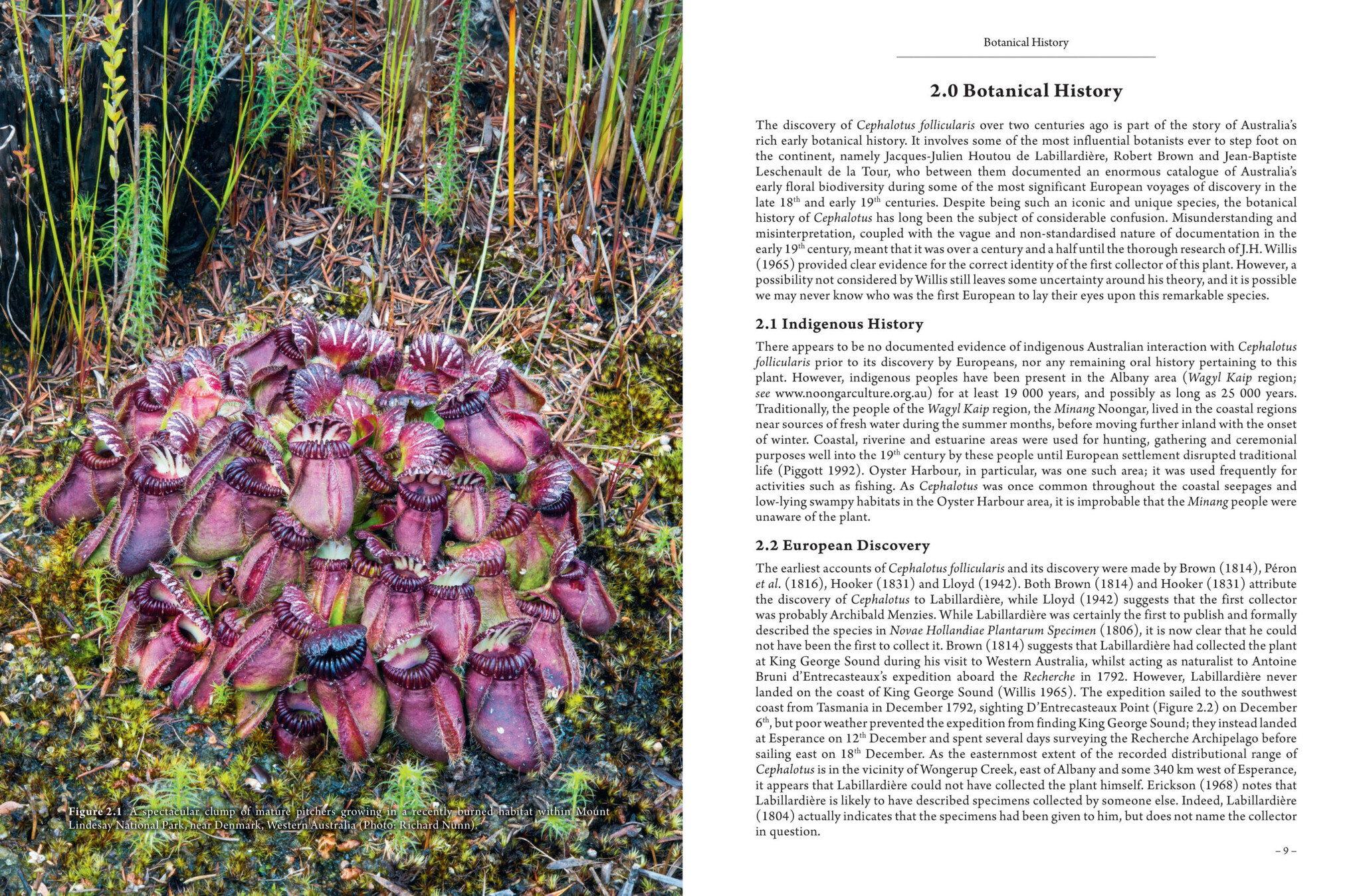 Cephalotus - the Albany Pitcher Plant