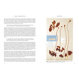 Cephalotus - the Albany Pitcher Plant