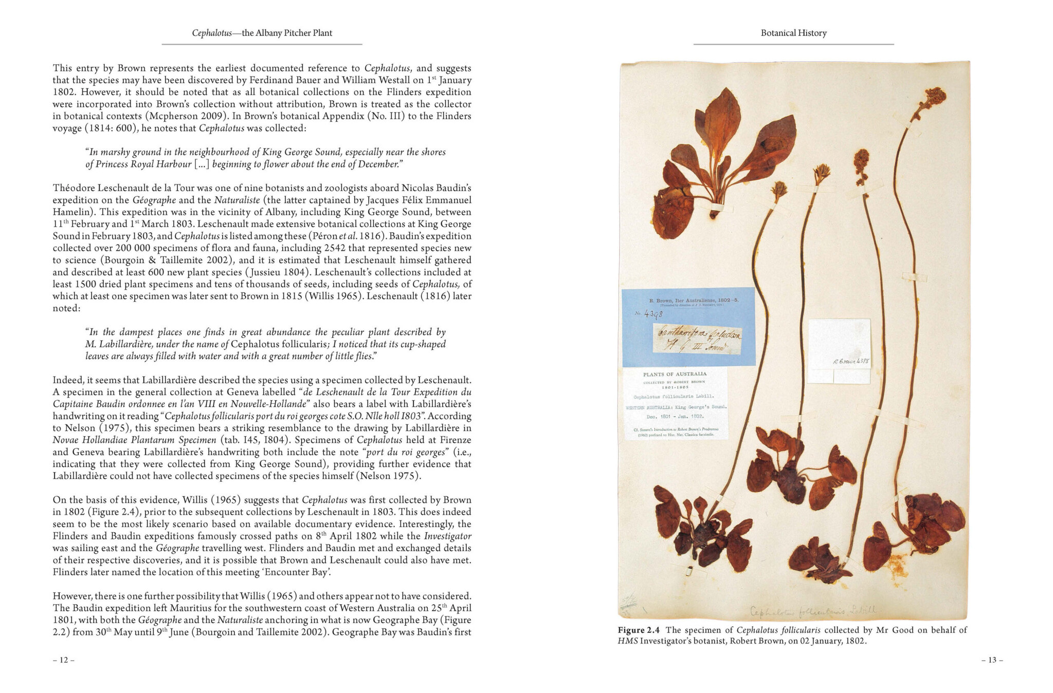 Cephalotus - the Albany Pitcher Plant