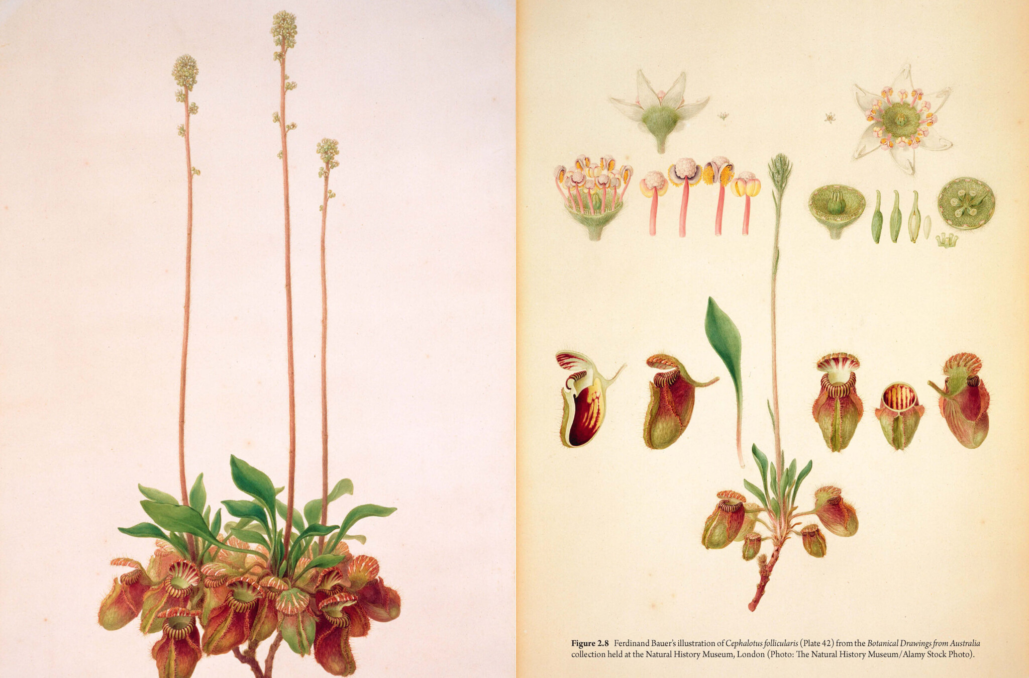 Cephalotus - the Albany Pitcher Plant