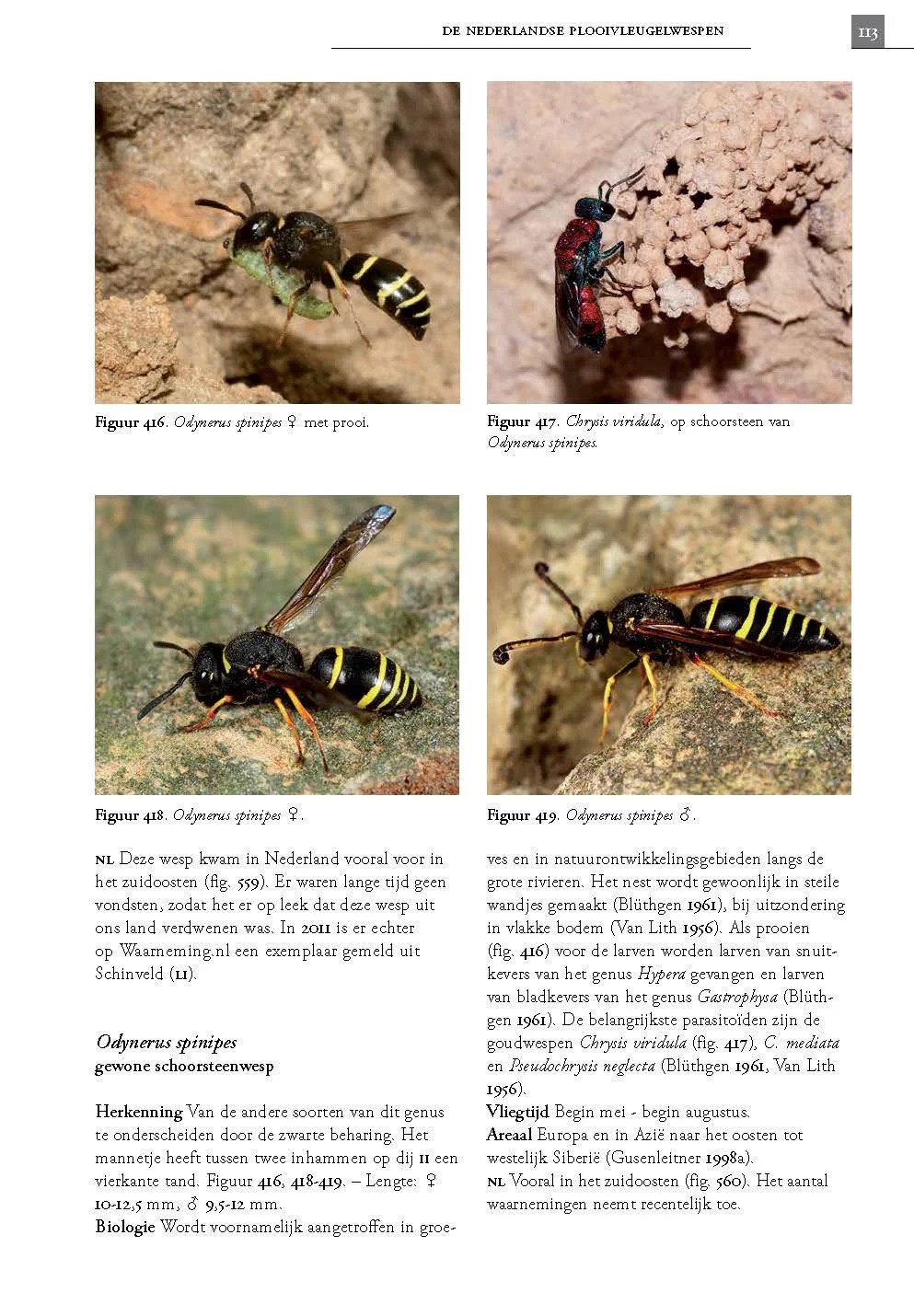 De Nederlandse Plooivleugelwespen (Hymenoptera: Vespidae)