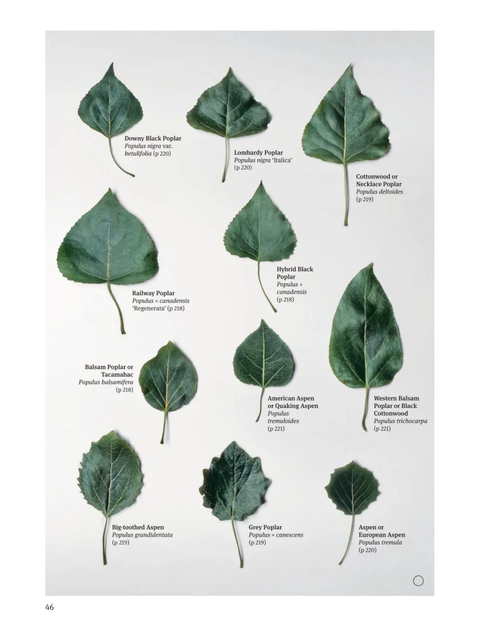 Trees of North America, Europe, the UK & Ireland