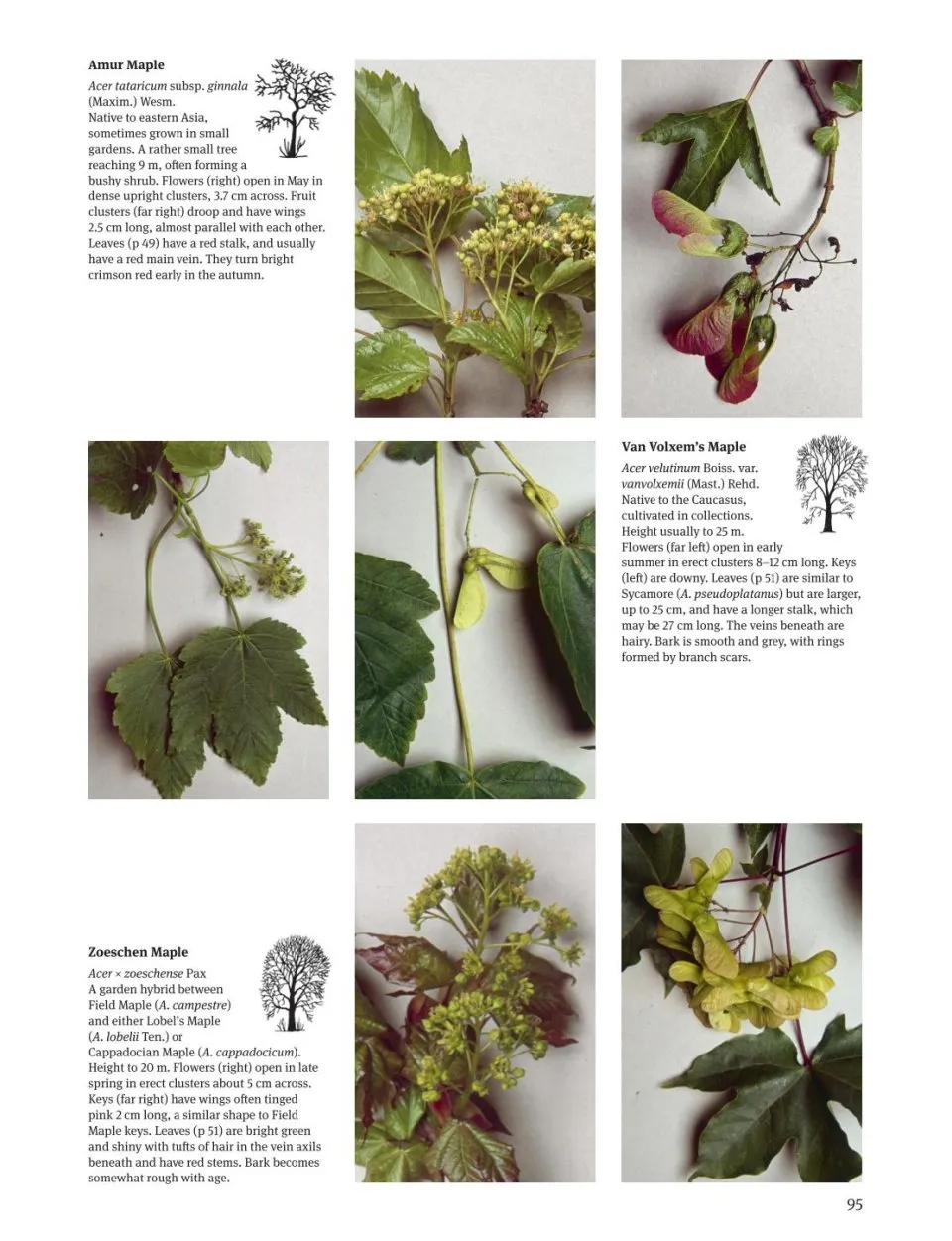 Trees of North America, Europe, the UK & Ireland