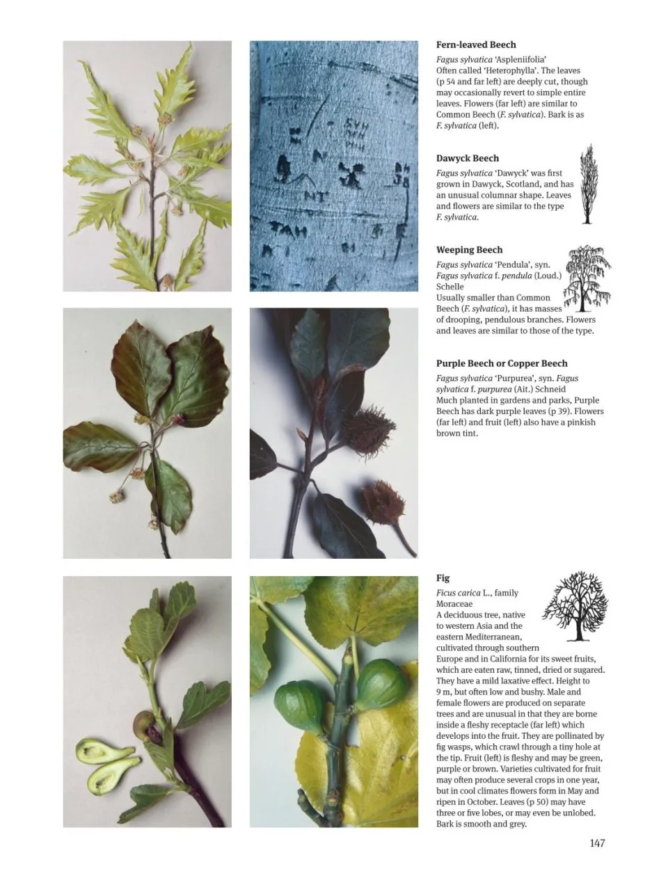 Trees of North America, Europe, the UK & Ireland