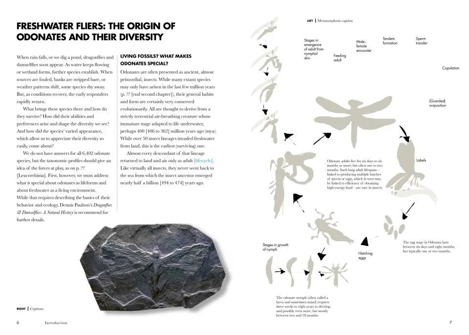 Dragonflies and Damselflies of the World - A Guide to Their Diversity