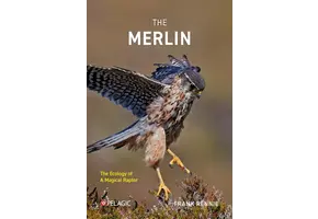 The Merlin