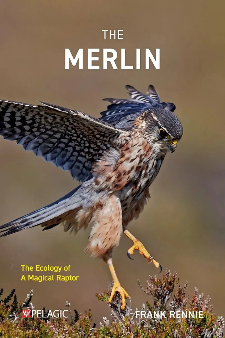 The Merlin - The Ecology of a Magical Raptor