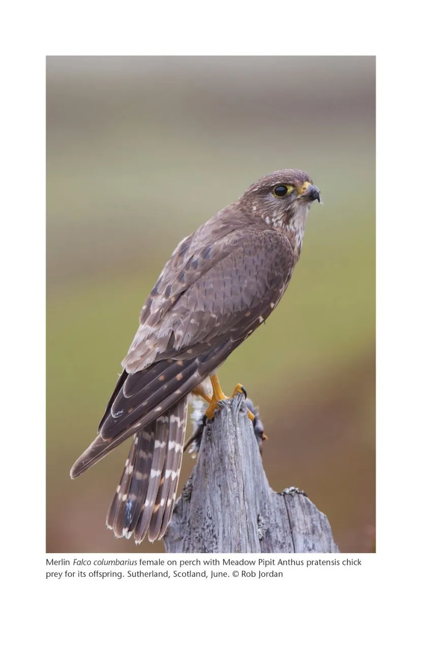 The Merlin - The Ecology of a Magical Raptor