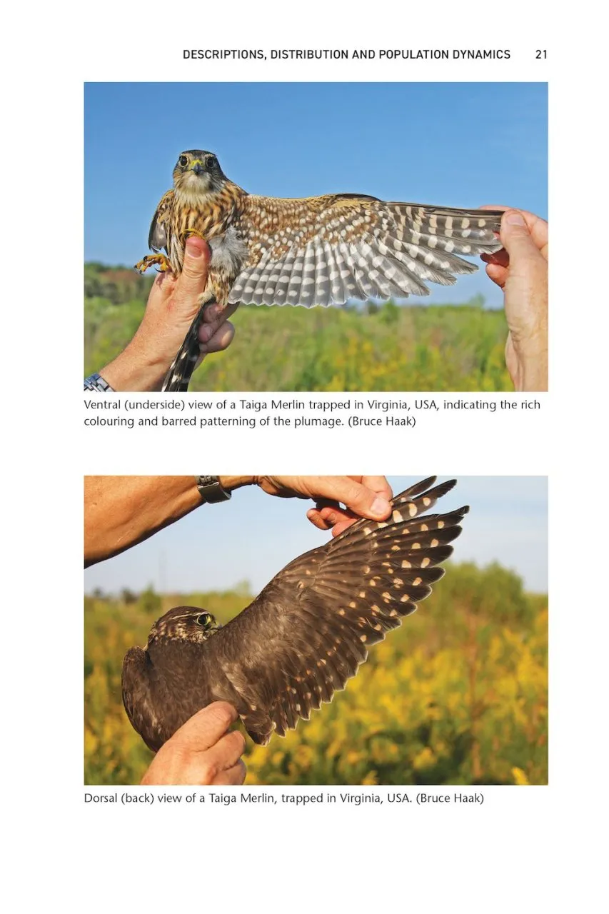 The Merlin - The Ecology of a Magical Raptor
