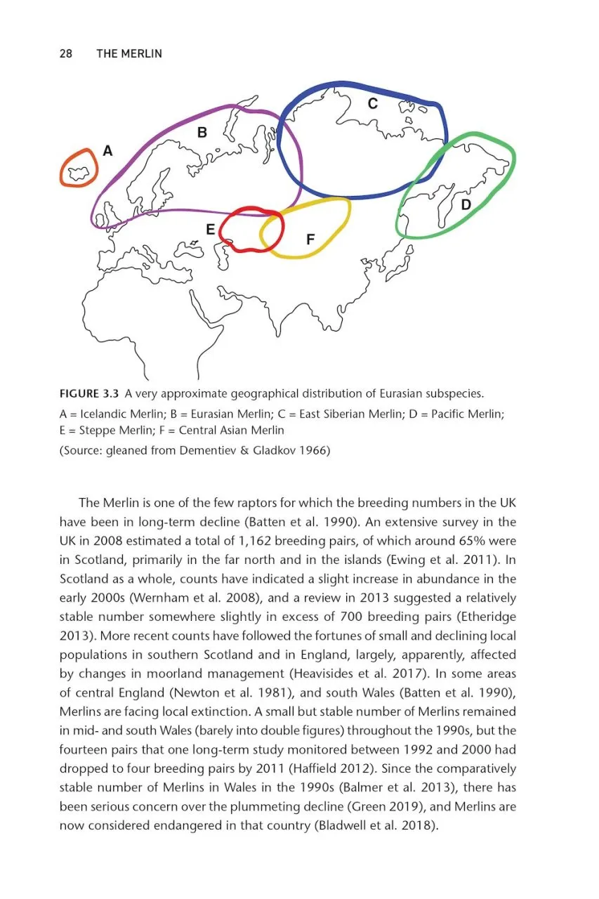 The Merlin - The Ecology of a Magical Raptor