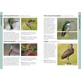 Birds of Uruguay