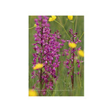 A la découverte des Orchidées des Charentes, du Poitou et de la Vendée