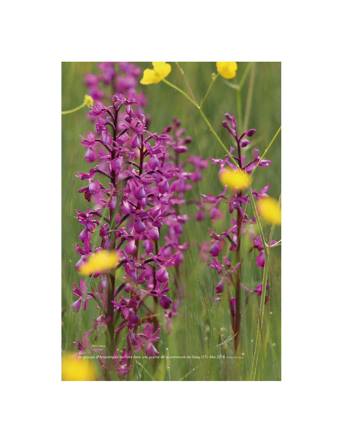 A la découverte des Orchidées des Charentes, du Poitou et de la Vendée