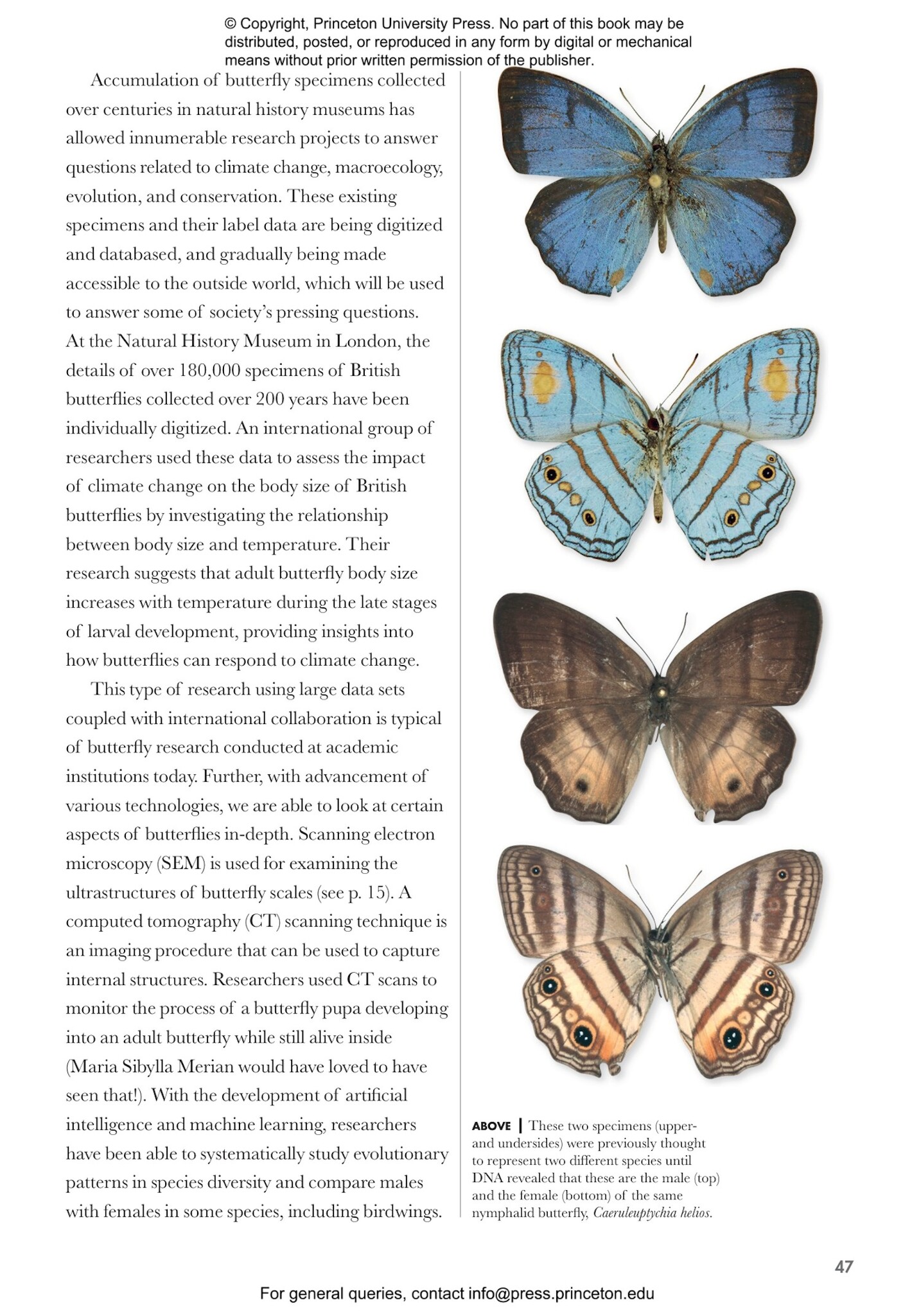 Butterflies of the World: A Guide to Every Subfamily