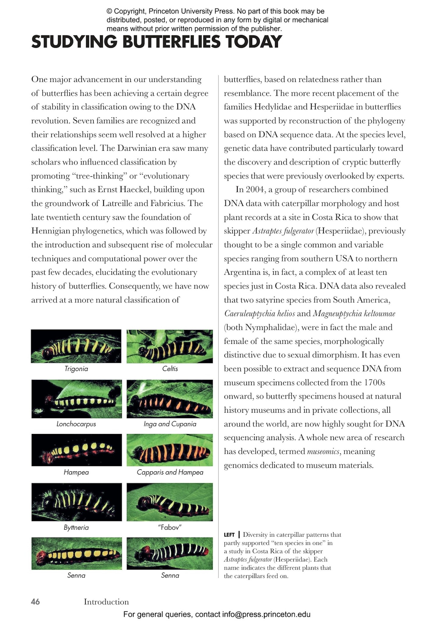 Butterflies of the World: A Guide to Every Subfamily