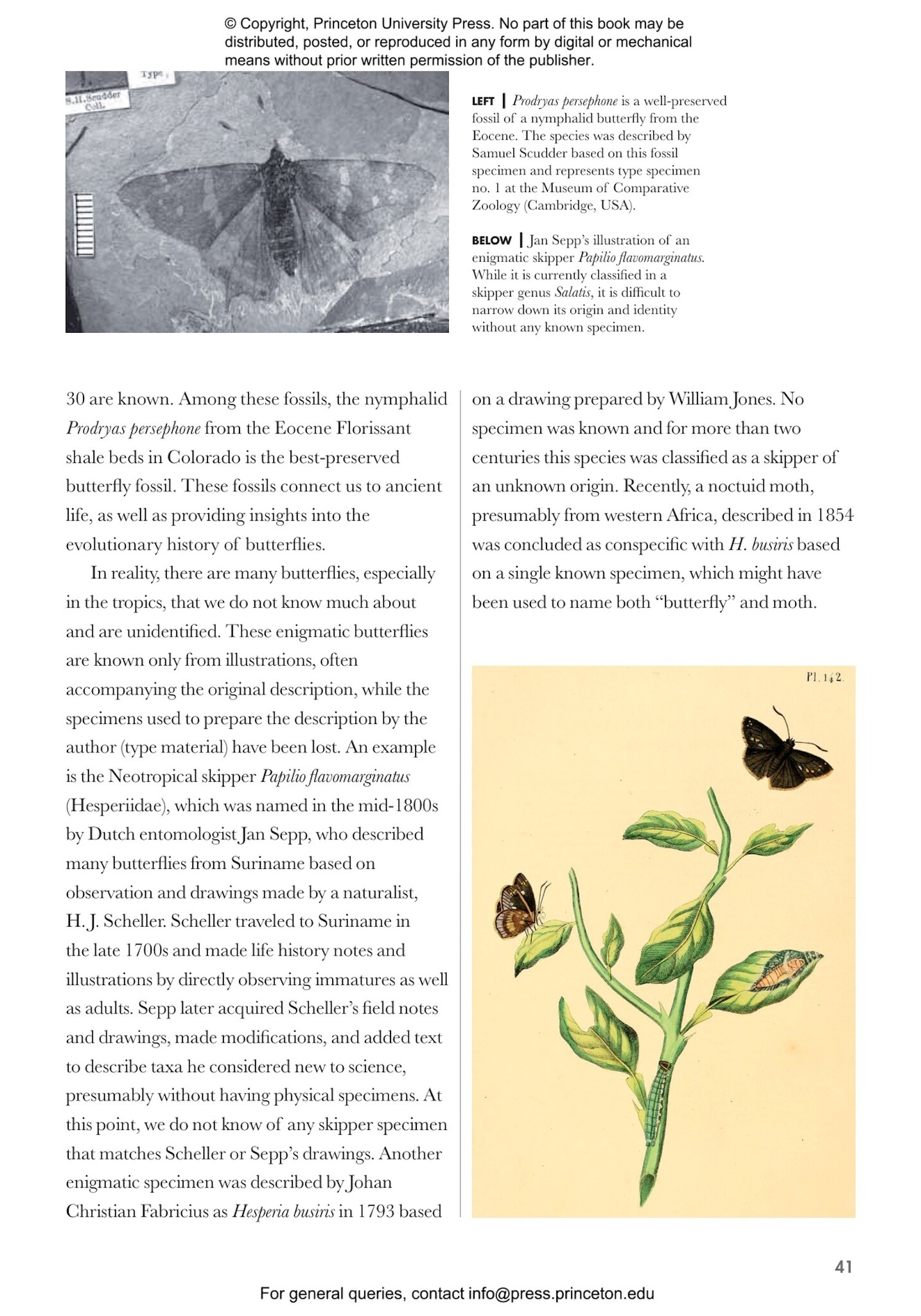 Butterflies of the World: A Guide to Every Subfamily