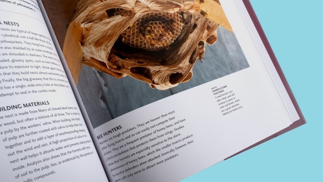 Insect Architecture: How Insects Build, Engineer, and Shape Their World