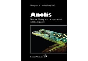 Anolis