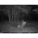 Seissiger Wildkamera Base-Cam LTE - SUPERSIM-Edition