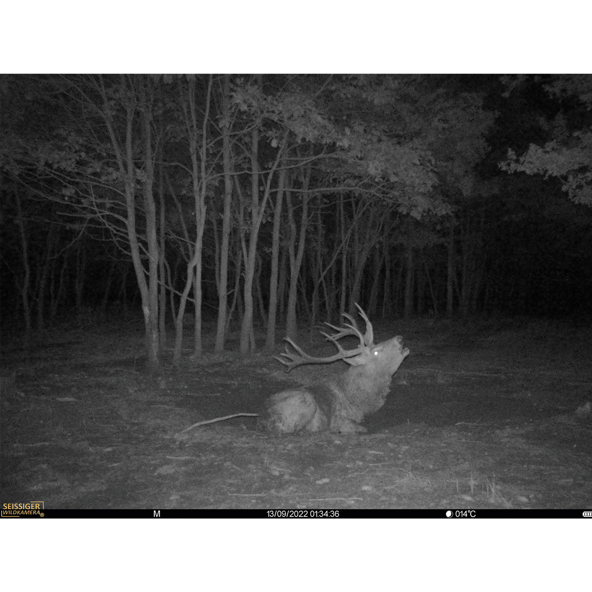 Seissiger Trail Camera Base-Cam LTE - SUPERSIM-Edition