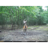 Seissiger Wildkamera Base-Cam LTE - SUPERSIM-Edition