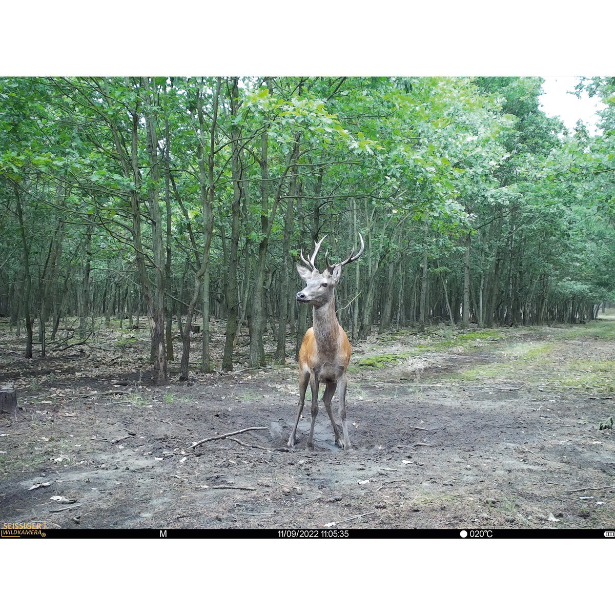 Seissiger Trail Camera Base-Cam LTE - SUPERSIM-Edition