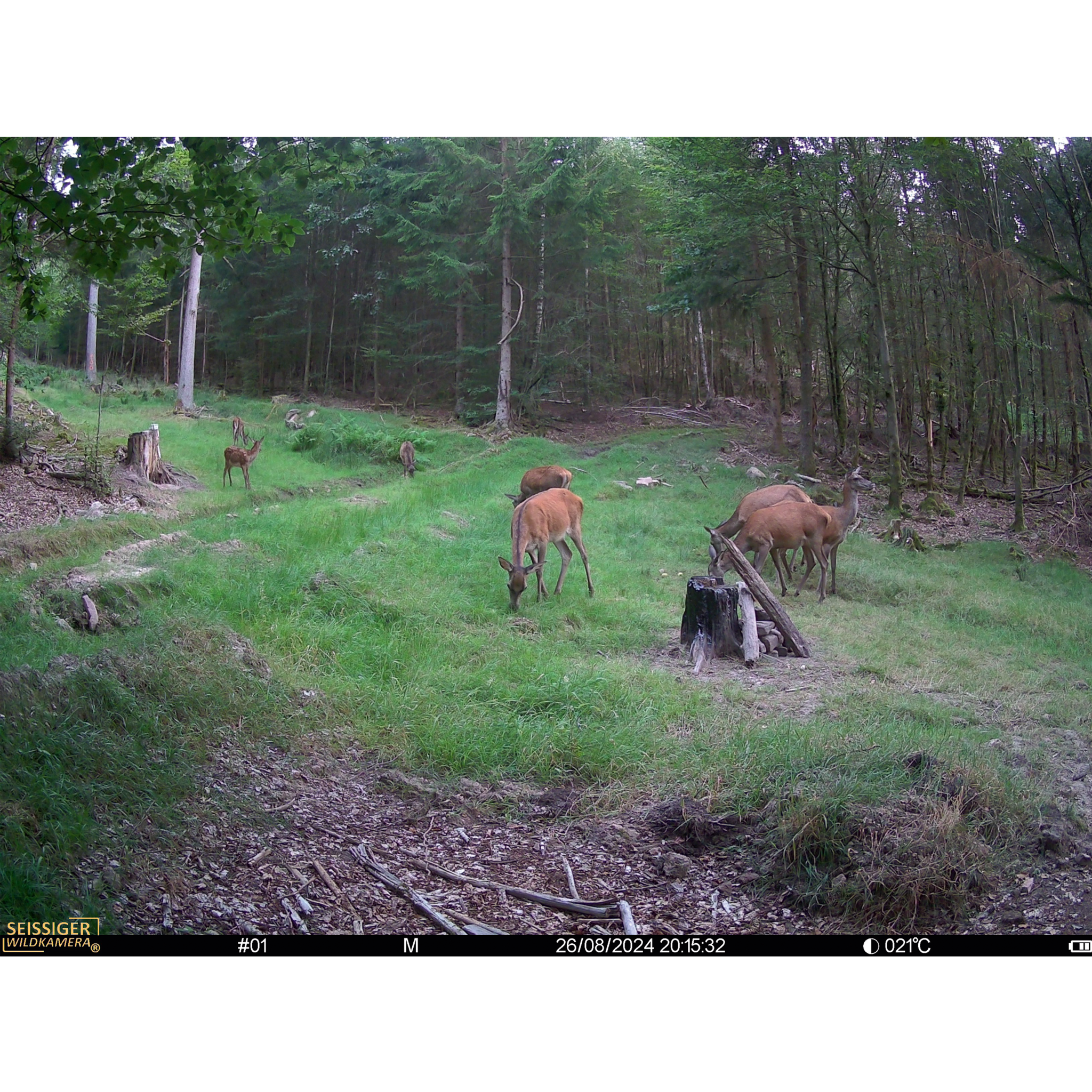 Seissiger Trail Camera Mini-Cam