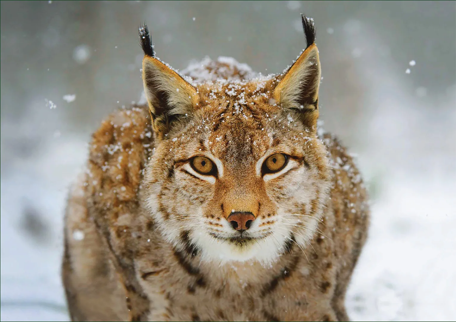 Lynx – Puzzle