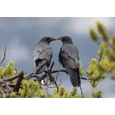 Kolkraben – Puzzle