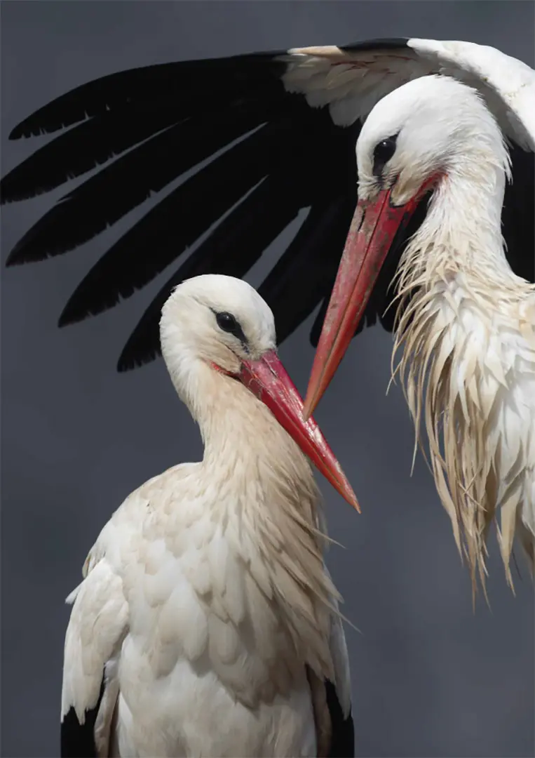 Stork – Puzzle