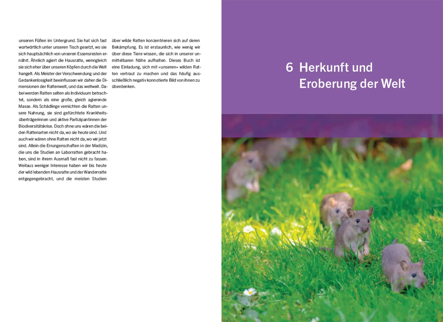 Ratten - Clevere Wildtiere in unserer Nähe