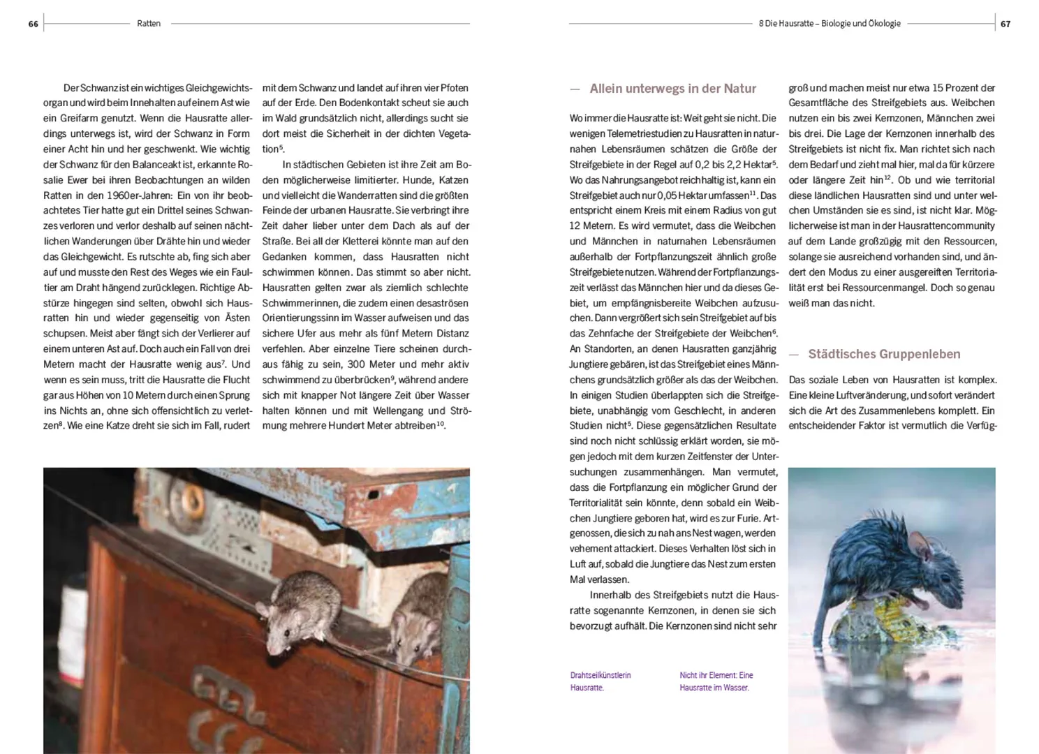 Ratten - Clevere Wildtiere in unserer Nähe
