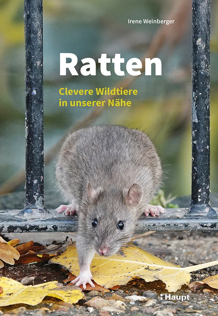 Ratten - Clevere Wildtiere in unserer Nähe