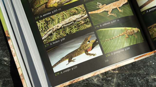 A Guide to the Anolis Lizards (Anoles) of Mainland Central and South America