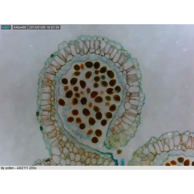 Dino-Lite Basic Digital USB-Mikroskop AM3111