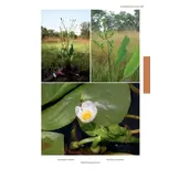 Flore Illustrée du Burkina Faso et du Mali