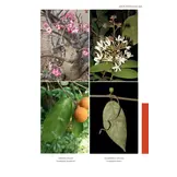 Flore Illustrée du Burkina Faso et du Mali