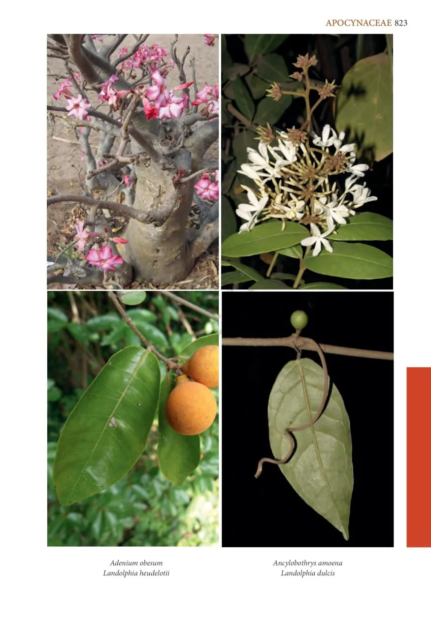 Flore Illustrée du Burkina Faso et du Mali