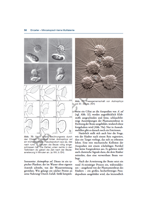 Einzeller - Mikroskopisch kleine Multitalente