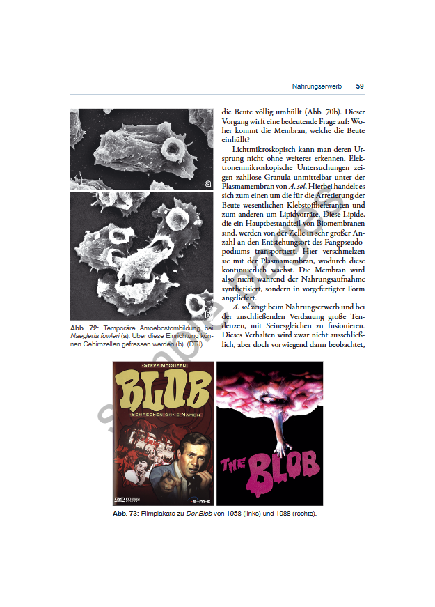 Einzeller - Mikroskopisch kleine Multitalente