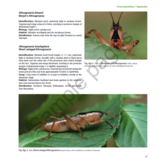 A Field Guide to the Bushcrickets, Wetas and Raspy Crickets of Tanzania and Kenya