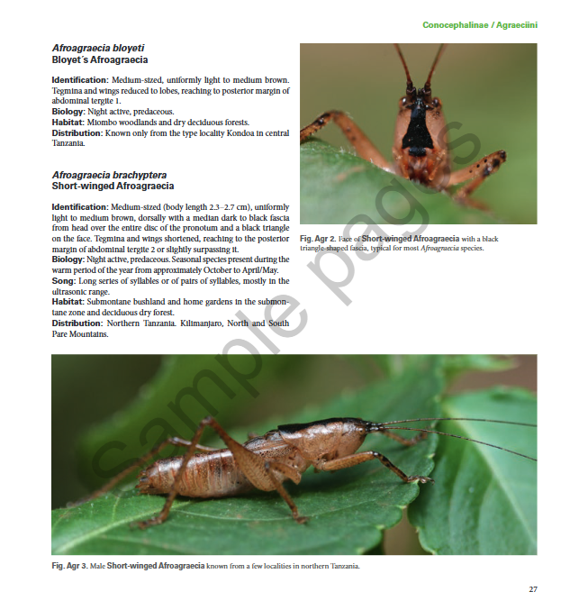A Field Guide to the Bushcrickets, Wetas and Raspy Crickets of Tanzania and Kenya